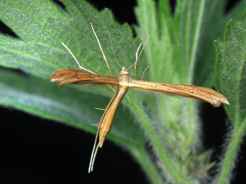 Pterophoridae